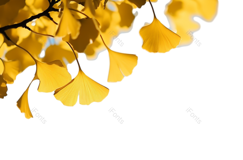 叶子图片,秋天元素,自然PNG,植物免抠素材